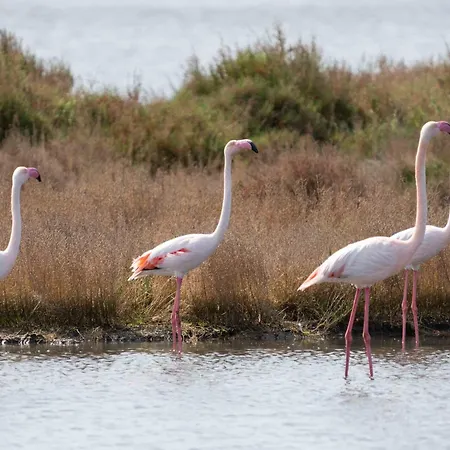 Nyaraló Sardinia Oristano
